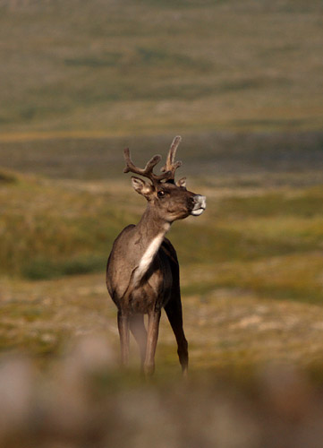 Curious caribou